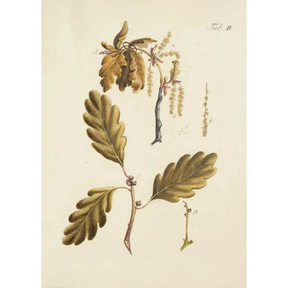 Carl Christoph Oelhafen von Schllenbach - Abbildung der wilden Bume Stauden und Buschgewchse Pl036.webp