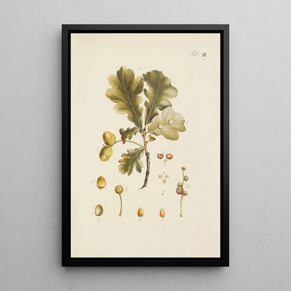 Illustrazione degli alberi selvatici, delle piante perenni e degli arbusti Pl037 - Carl Christoph Oelhafen von Schöllenbach
