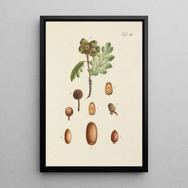 Illustrazione degli alberi selvatici, delle piante perenni e degli arbusti Pl038 - Carl Christoph Oelhafen von Schöllenbach — quadro incorniciato alla parete