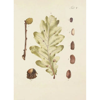 Carl Christoph Oelhafen von Schllenbach - Abbildung der wilden Bume Stauden und Buschgewchse Pl039.webp