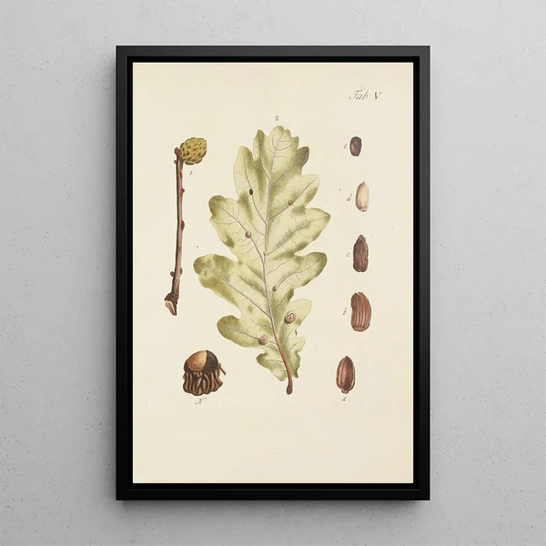 Illustrazione degli alberi selvatici, delle piante perenni e degli arbusti Pl039 - Carl Christoph Oelhafen von Schöllenbach — quadro incorniciato alla parete