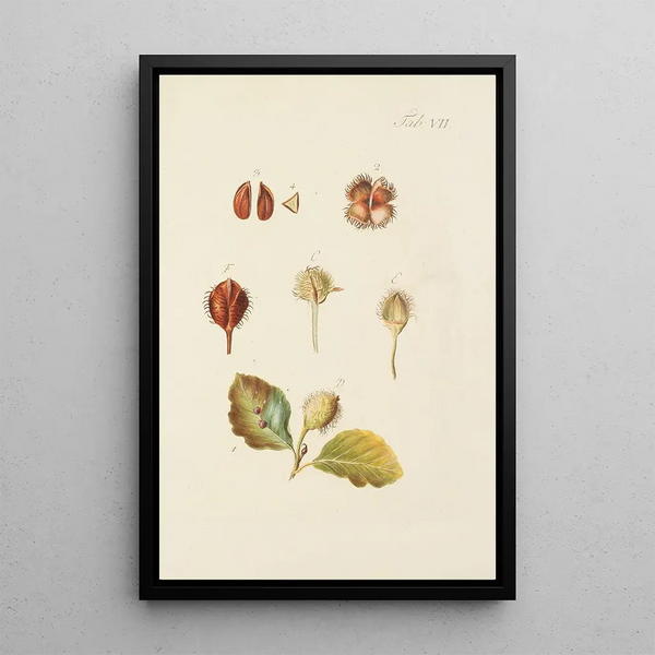 Illustrazione degli alberi selvatici, delle piante perenni e degli arbusti Pl041 - Carl Christoph Oelhafen von Schöllenbach — quadro incorniciato alla parete