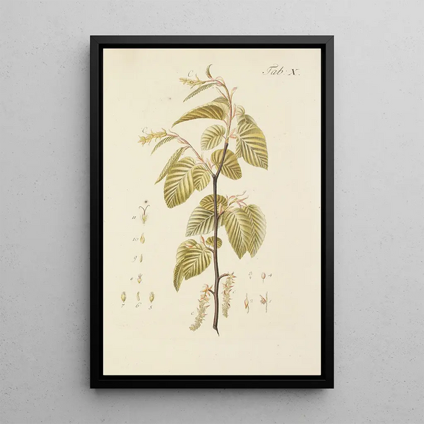 Illustrazione degli alberi selvatici, delle piante perenni e degli arbusti Pl044 - Carl Christoph Oelhafen von Schöllenbach — quadro incorniciato alla parete