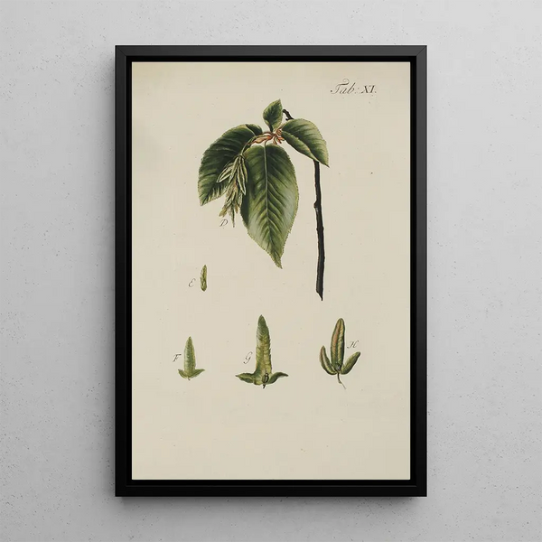 Illustrazione degli alberi selvatici, delle piante perenni e degli arbusti Pl045 - Carl Christoph Oelhafen von Schöllenbach