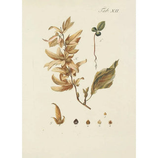 Carl Christoph Oelhafen von Schllenbach - Abbildung der wilden Bume Stauden und Buschgewchse Pl046.webp