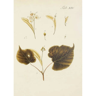 Carl Christoph Oelhafen von Schllenbach - Abbildung der wilden Bume Stauden und Buschgewchse Pl048.webp