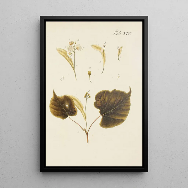 Illustrazione degli alberi selvatici, delle piante perenni e degli arbusti Pl048 - Carl Christoph Oelhafen von Schöllenbach — quadro incorniciato alla parete
