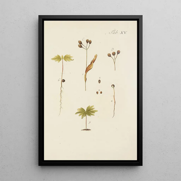 Illustrazione degli alberi selvatici, delle piante perenni e degli arbusti Pl049 - Carl Christoph Oelhafen von Schöllenbach — quadro incorniciato alla parete