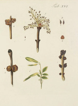 Carl Christoph Oelhafen von Schllenbach - Abbildung der wilden Bume Stauden und Buschgewchse Pl050.webp