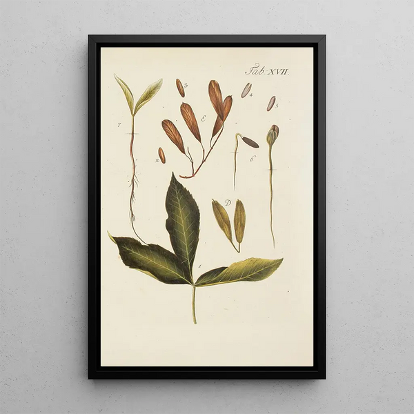 Illustrazione degli alberi selvatici, delle piante perenni e degli arbusti Pl051 - Carl Christoph Oelhafen von Schöllenbach — quadro incorniciato alla parete