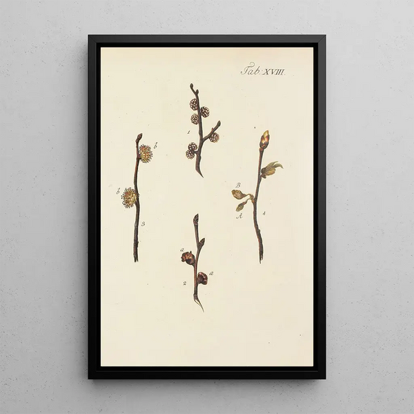 Illustrazione degli alberi selvatici, delle piante perenni e degli arbusti Pl052 - Carl Christoph Oelhafen von Schöllenbach — quadro incorniciato alla parete