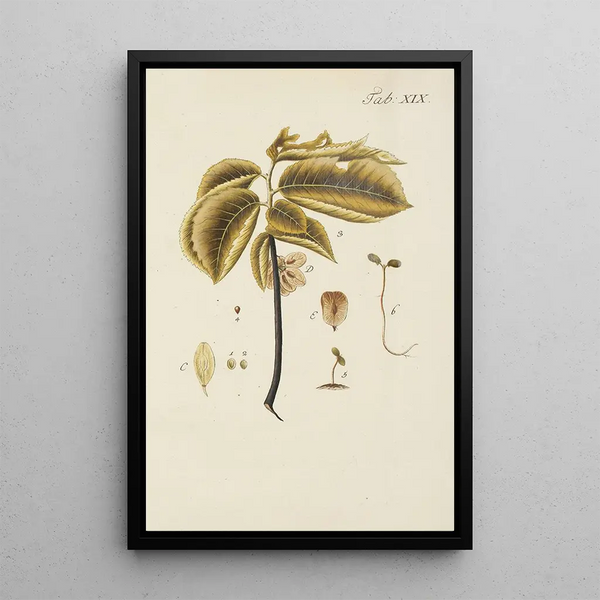 Illustrazione degli alberi selvatici, delle piante perenni e degli arbusti Pl053 - Carl Christoph Oelhafen von Schöllenbach — quadro incorniciato alla parete