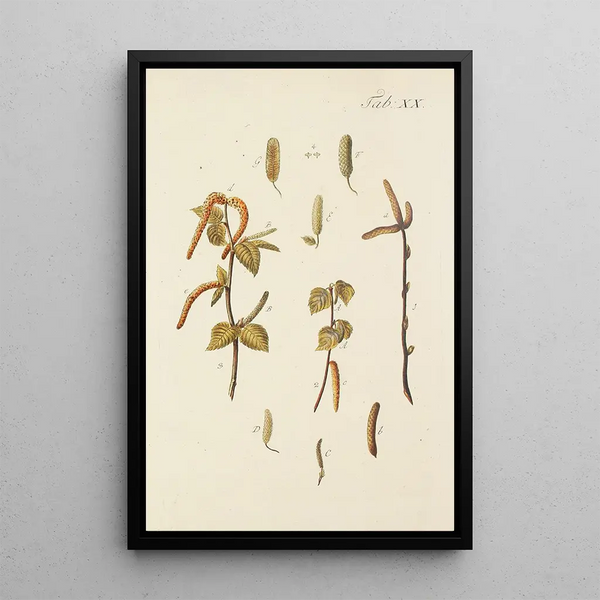 Illustrazione degli alberi selvatici, delle piante perenni e degli arbusti Pl054 - Carl Christoph Oelhafen von Schöllenbach — quadro incorniciato alla parete