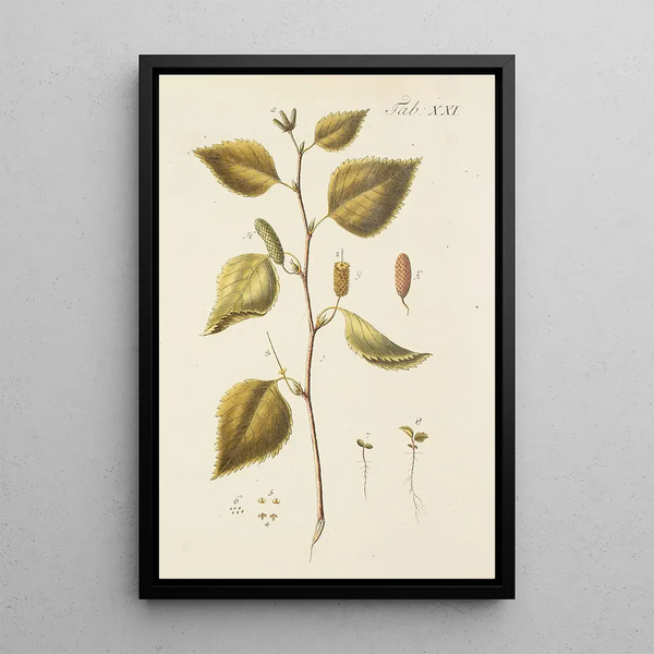 Illustrazione degli alberi selvatici, delle piante perenni e degli arbusti Pl055 - Carl Christoph Oelhafen von Schöllenbach