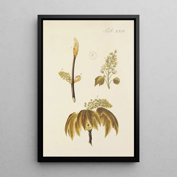 Illustrazione degli alberi selvatici, delle piante perenni e degli arbusti Pl056 - Carl Christoph Oelhafen von Schöllenbach