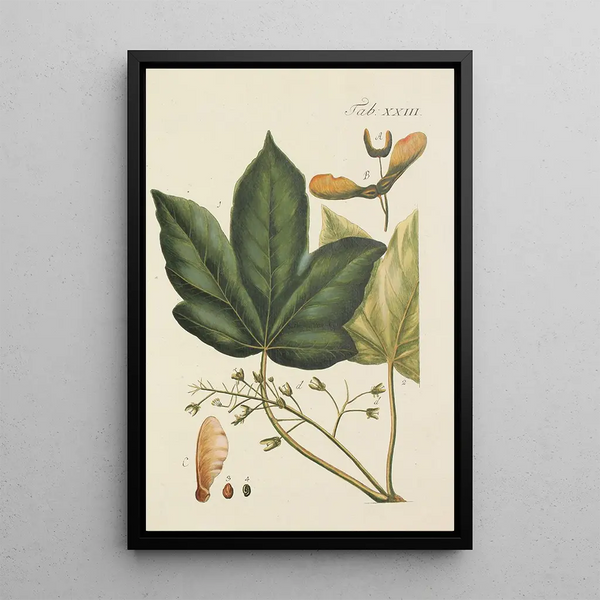 Illustrazione degli alberi selvatici, delle piante perenni e degli arbusti Pl057 - Carl Christoph Oelhafen von Schöllenbach — quadro incorniciato alla parete