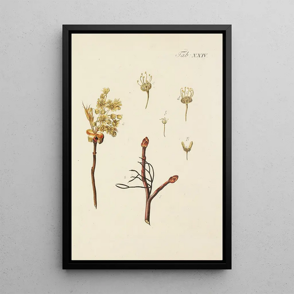 Illustrazione degli alberi selvatici, delle piante perenni e degli arbusti Pl058 - Carl Christoph Oelhafen von Schöllenbach — quadro incorniciato alla parete