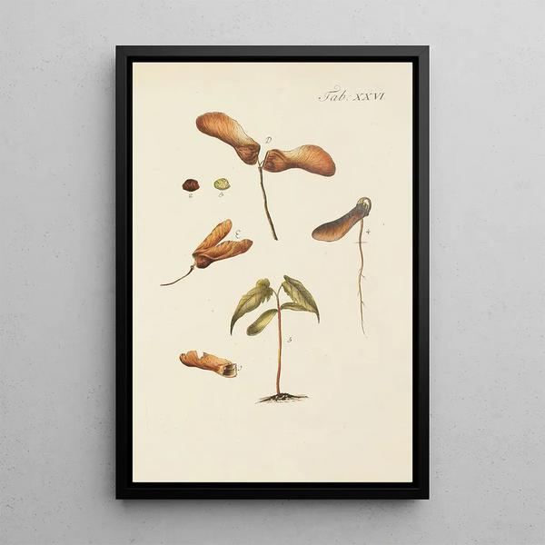 Illustrazione degli alberi selvatici, delle piante perenni e degli arbusti Pl060 - Carl Christoph Oelhafen von Schöllenbach