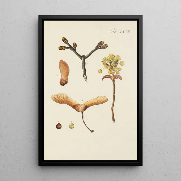 Illustrazione degli alberi selvatici, delle piante perenni e degli arbusti Pl061 - Carl Christoph Oelhafen von Schöllenbach — quadro incorniciato alla parete