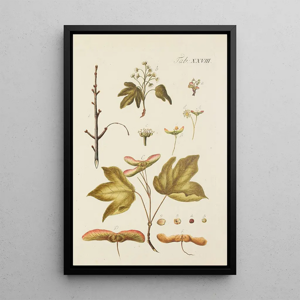 Illustrazione degli alberi selvatici, delle piante perenni e degli arbusti Pl062 - Carl Christoph Oelhafen von Schöllenbach