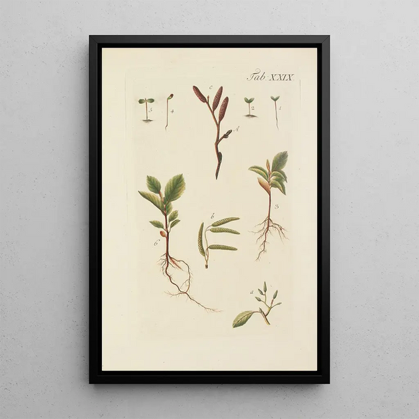 Illustrazione degli alberi selvatici, delle piante perenni e degli arbusti Pl063 - Carl Christoph Oelhafen von Schöllenbach
