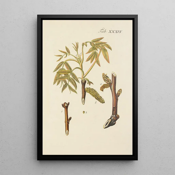 Illustrazione degli alberi selvatici, delle piante perenni e degli arbusti Pl068 - Carl Christoph Oelhafen von Schöllenbach — quadro incorniciato alla parete