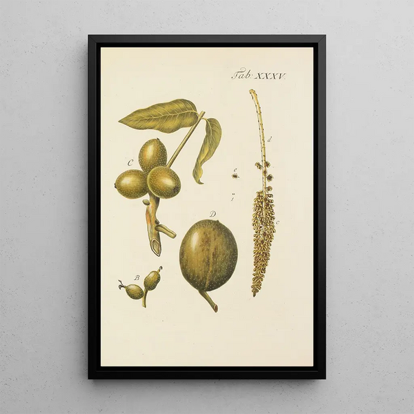 Illustrazione degli alberi selvatici, delle piante perenni e degli arbusti Pl069 - Carl Christoph Oelhafen von Schöllenbach