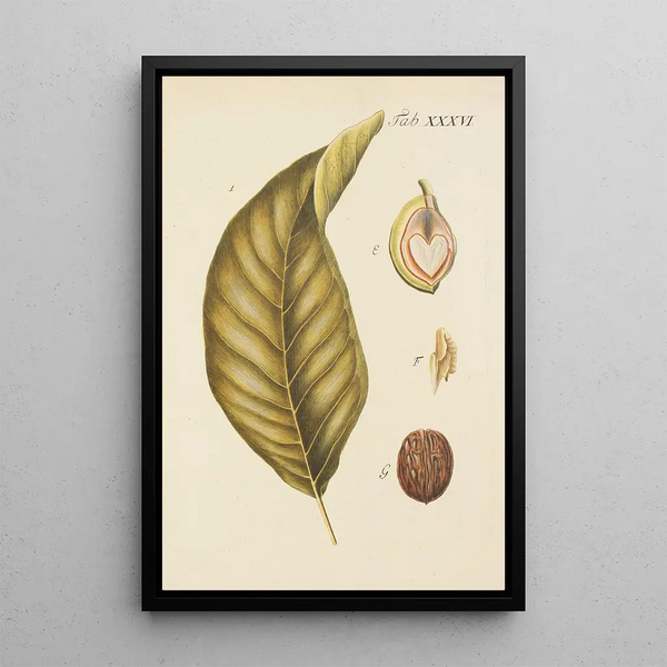 Illustrazione degli alberi selvatici, delle piante perenni e degli arbusti Pl070 - Carl Christoph Oelhafen von Schöllenbach