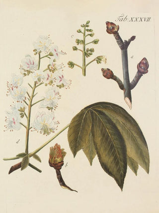 Carl Christoph Oelhafen von Schllenbach - Abbildung der wilden Bume Stauden und Buschgewchse Pl071.webp