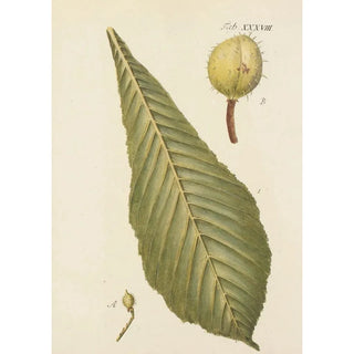 Carl Christoph Oelhafen von Schllenbach - Abbildung der wilden Bume Stauden und Buschgewchse Pl073.webp