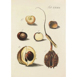 Carl Christoph Oelhafen von Schllenbach - Abbildung der wilden Bume Stauden und Buschgewchse Pl074.webp