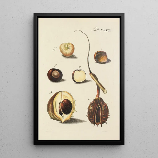 Illustrazione degli alberi selvatici, delle piante perenni e degli arbusti Pl074 - Carl Christoph Oelhafen von Schöllenbach — quadro incorniciato alla parete