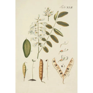 Carl Christoph Oelhafen von Schllenbach - Abbildung der wilden Bume Stauden und Buschgewchse Pl077.webp