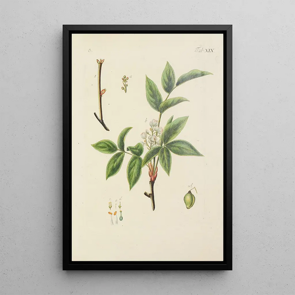 Illustrazione degli alberi selvatici, delle piante perenni e degli arbusti Pl130 - Carl Christoph Oelhafen von Schöllenbach — quadro incorniciato alla parete