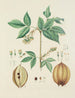 Illustrazione di alberi, cespugli e arbusti selvatici Pl143 - Carl Christoph Oelhafen von Schöllenbach — vista dell’opera