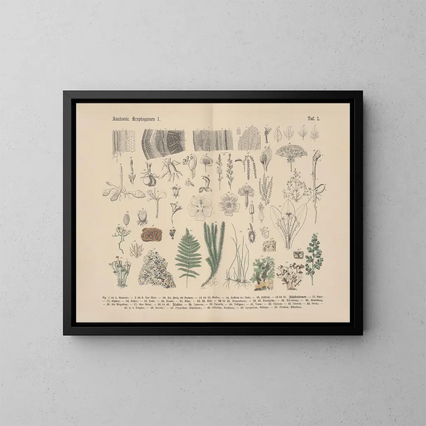 Manuale di botanica pratica in parole e immagini Pl01 - Carl Hoffmann — quadro incorniciato alla parete