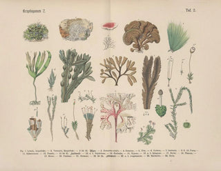 Carl Hoffmann - Lehrbuch der praktischen Pflanzenkunde in Wort und Bild Pl02.webp