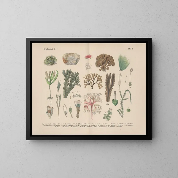 Manuale di botanica pratica in parole e immagini Pl02 - Carl Hoffmann — quadro incorniciato alla parete