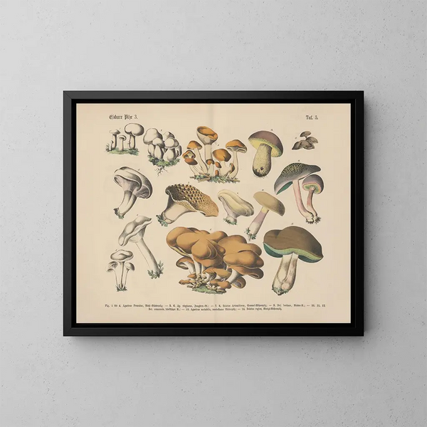 Manuale pratico di botanica in parole e immagini Pl05 - Carl Hoffmann — quadro incorniciato alla parete