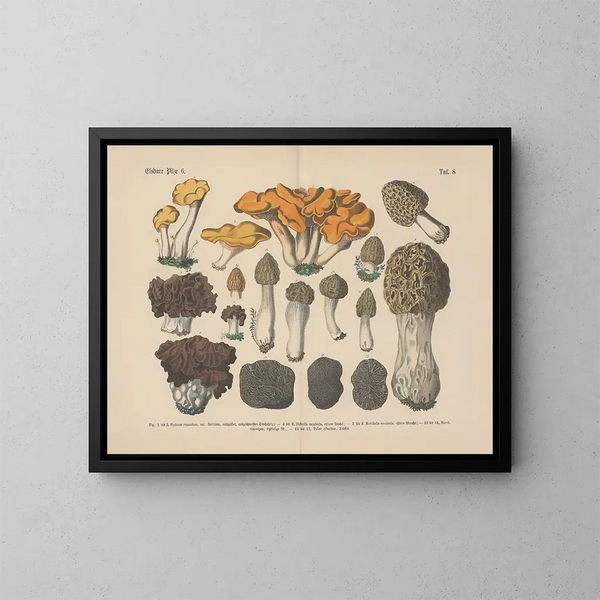Manuale pratico di botanica in parole e immagini Pl08 - Carl Hoffmann — quadro incorniciato alla parete
