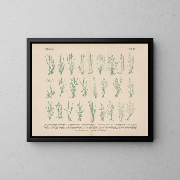 Manuale pratico di botanica in parole e immagini Pl10 - Carl Hoffmann — quadro incorniciato alla parete