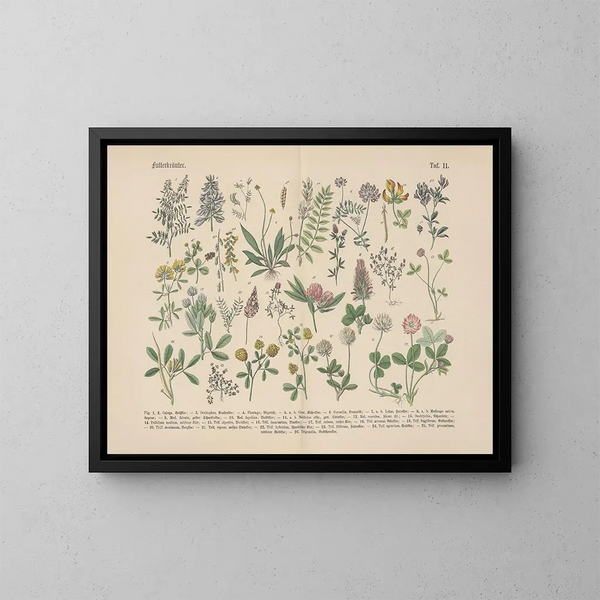 Manuale di botanica pratica in parole e immagini Pl11 - Carl Hoffmann — quadro incorniciato alla parete