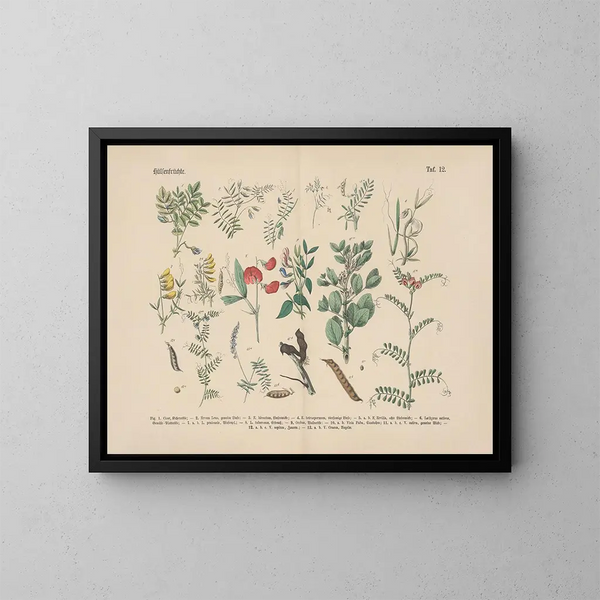 Manuale di botanica pratica in parole e immagini Pl12 - Carl Hoffmann — quadro incorniciato alla parete