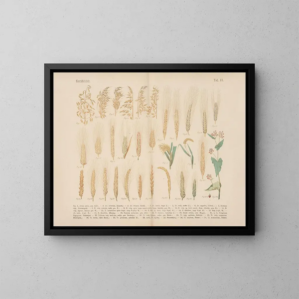 Manuale di botanica pratica in parole e immagini Pl13 - Carl Hoffmann — quadro incorniciato alla parete