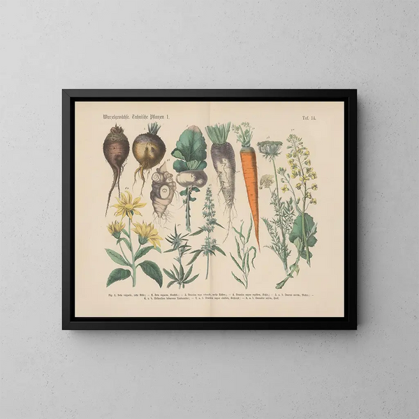Manuale di botanica pratica in parole e immagini Pl14 - Carl Hoffmann — quadro incorniciato alla parete