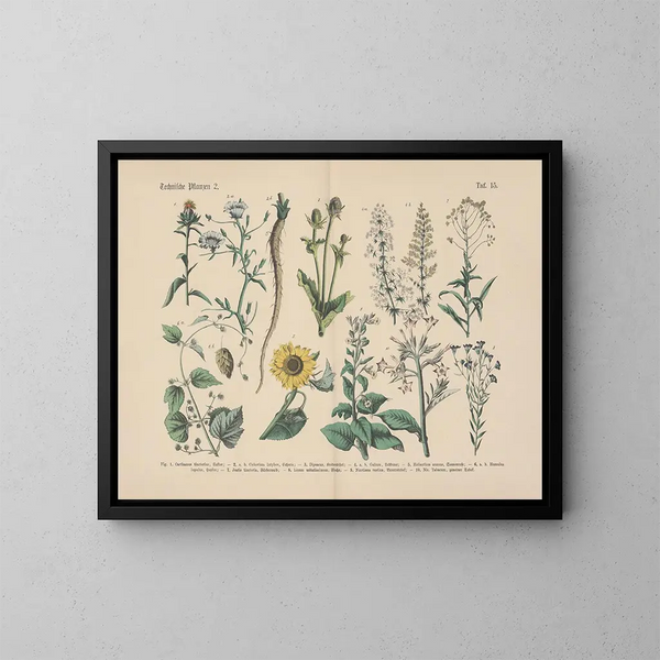 Manuale di botanica pratica in parole e immagini Pl15 - Carl Hoffmann — quadro incorniciato alla parete