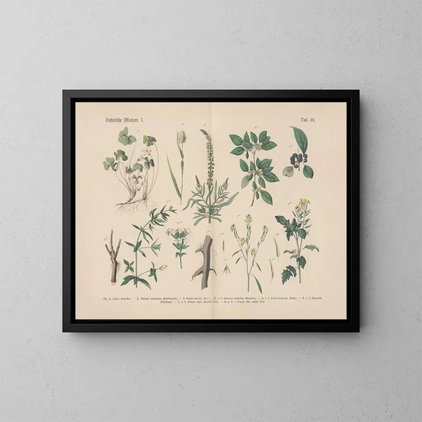 Manuale di botanica pratica in parole e immagini Pl16 - Carl Hoffmann — quadro incorniciato alla parete