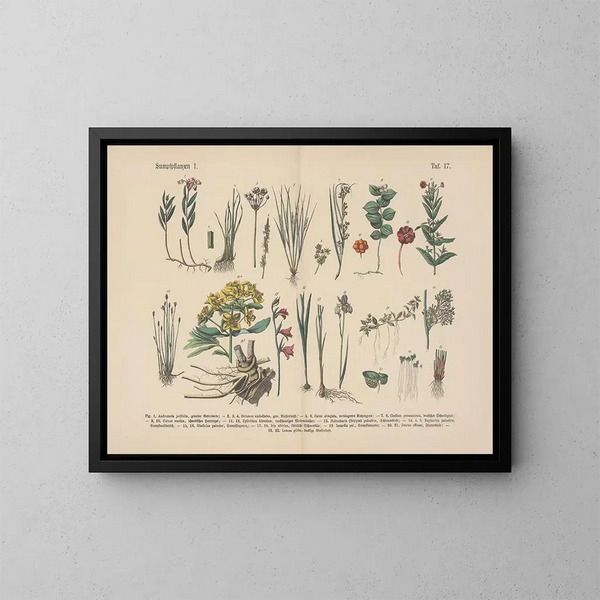 Manuale di botanica pratica in parole e immagini Pl17 - Carl Hoffmann — quadro incorniciato alla parete