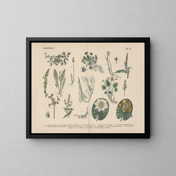 Manuale di botanica pratica in parole e immagini Pl18 - Carl Hoffmann — quadro incorniciato alla parete