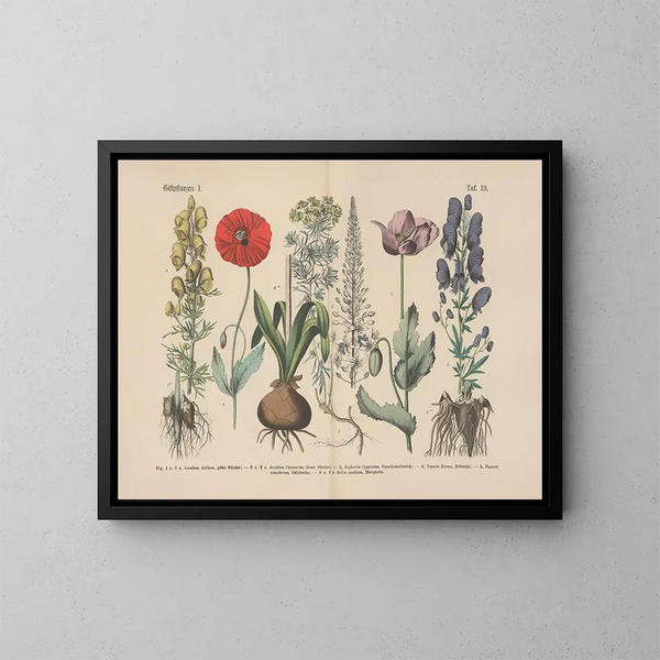 Manuale pratico di botanica in parole e immagini Pl19 - Carl Hoffmann — quadro incorniciato alla parete